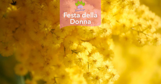 Mimosa: curiosità sul simbolo della Festa della Donna