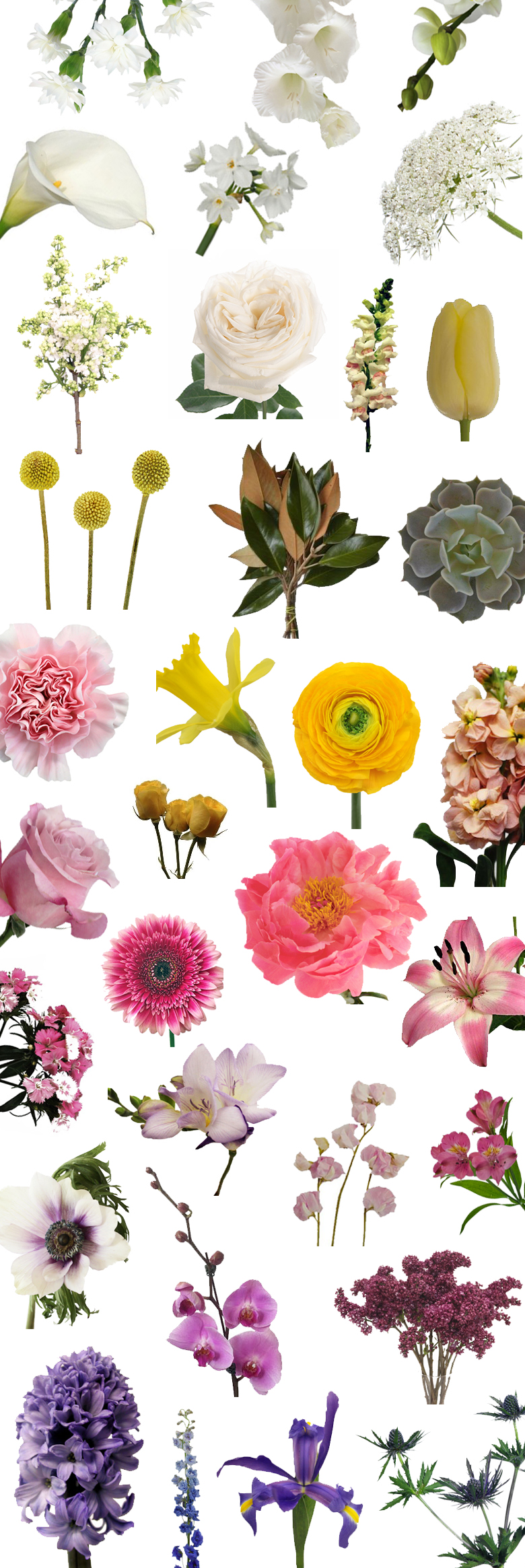 This Is Your Ultimate Guide to Spring Flowers